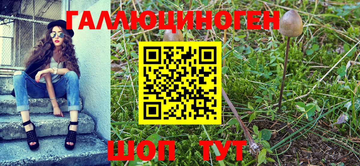 Галлюциногенные грибы Psilocybe Бахчисарай